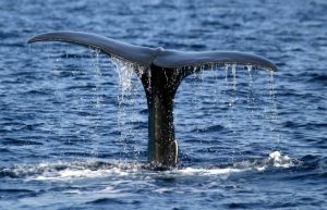 Italy - Liveaboard Dolphin Research Expedition16