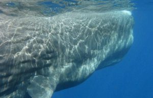 Italy - Liveaboard Dolphin Research Expedition19