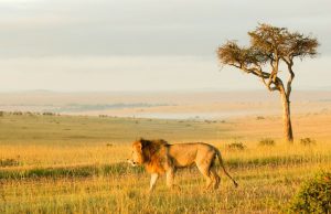 Kenya - Maasai Mara Lion and Wildlife Conservation15