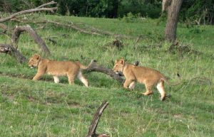 Kenya - Maasai Mara Lion and Wildlife Conservation24