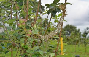 Kenya - Sustainable Village Agriculture6