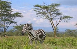 Kenya - Teaching, Maasai Mara and Beach Road Trip26