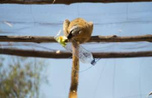 Madagascar - Lemur Conservation40