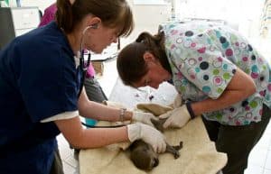 Malawi - Wildlife Rescue Center Veterinary Internship10