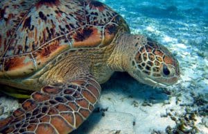 Malaysia - Jungle Trekking and Sea Turtle Conservation2