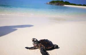 Maldives - Marine and Turtle Conservation2