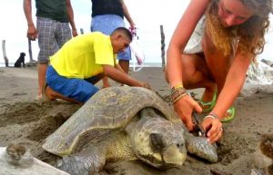 Mexico - Sea Turtle Conservation and Surfing 101-10