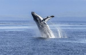 Mozambique - Whale Shark and Marine Conservation13