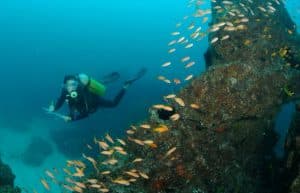 Mozambique - Whale Shark and Marine Conservation15