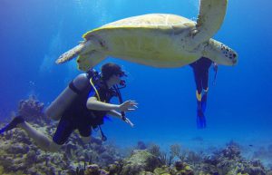 Mozambique - Whale Shark and Marine Conservation18