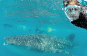 Mozambique - Whale Shark and Marine Conservation22