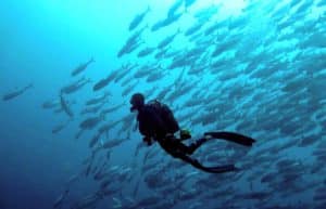 Mozambique - Whale Shark and Marine Conservation25