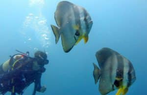 Mozambique - Whale Shark and Marine Conservation3