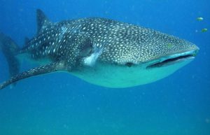 Mozambique - Whale Shark and Marine Conservation31