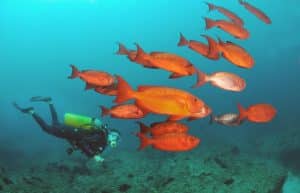 Mozambique - Whale Shark and Marine Conservation5