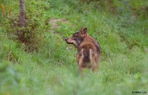 Portugal - Wolf Conservation and Lisbon Experience16