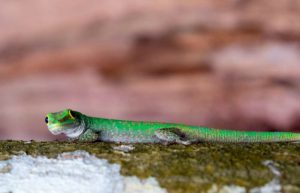 Seychelles - Wildlife Conservation Expedition44