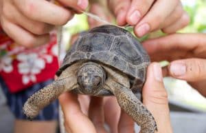 Seychelles - Wildlife Conservation Expedition9