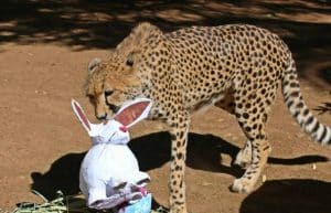 South Africa - African Wildlife Ranch Internship19