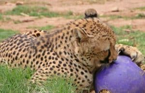 South Africa - African Wildlife Ranch Internship21