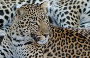 South Africa - African Wildlife Ranch2