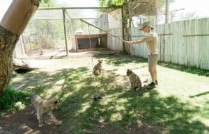 South Africa - African Wildlife Ranch34