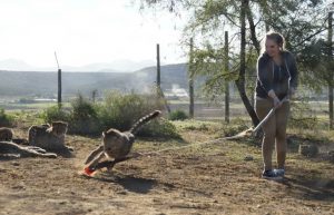 South Africa - African Wildlife Ranch37