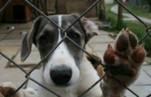 South Africa - Animal Rescue and Veterinary Shelter8