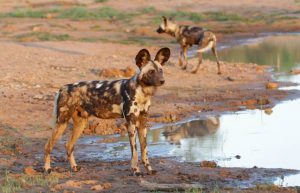 South Africa - Big 5 and Endangered Species Reserve22