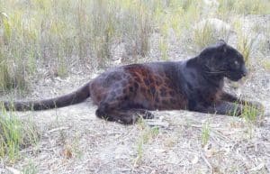 South Africa - Big Cat Refuge31