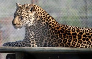 South Africa - Big Cat Refuge8