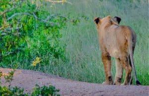 South Africa - Big Cats Research and Conservation in the Greater Kruger Area18