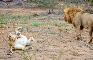 South Africa - Big Cats Research and Conservation in the Greater Kruger Area19