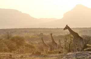 South Africa - Big Cats Research and Conservation in the Greater Kruger Area21