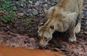 South Africa - Big Cats Research and Conservation in the Greater Kruger Area24