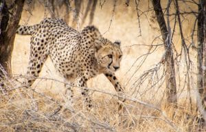 South Africa - Big Cats Research and Conservation in the Greater Kruger Area8