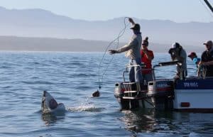 South Africa - Great White Shark Conservation7