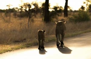 South Africa - Kruger Park & Safari Tour15