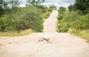 South Africa - Kruger Park & Safari Tour16