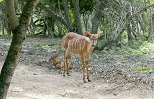 South Africa - Kruger Park & Safari Tour8