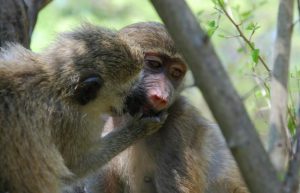 South Africa - Monkey and Wildlife Rehabilitation Center6