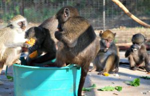 South Africa - Monkey and Wildlife Rehabilitation Center8