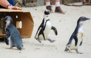 South Africa - Penguin and Marine Bird Sanctuary27