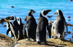 South Africa - Penguin and Marine Bird Sanctuary33