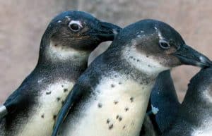 South Africa - Penguin and Marine Bird Sanctuary41