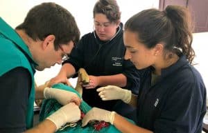 South Africa - Pre-Vet Wildlife Internship2