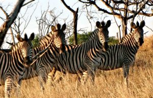 South Africa - The Big 5 Wildlife Reserve in the Greater Kruger Area23