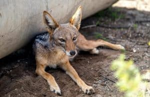 South Africa - Wild Cat Sanctuary10