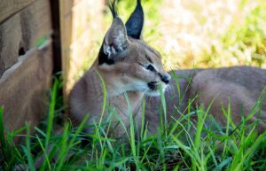 South Africa - Wild Cat Sanctuary12