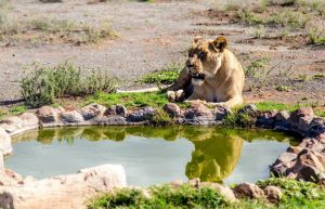 South Africa - Wild Cat Sanctuary14